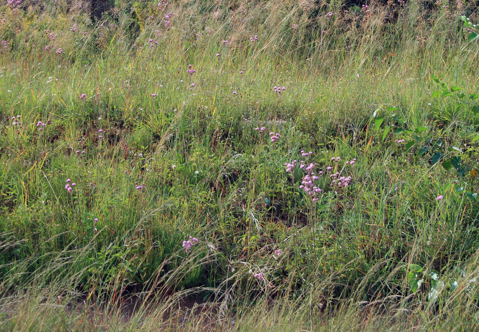 Veld,  Žolė,  Gėlės,  Laukiniai,  Rožinis,  Gamta,  Veld Gėlės, Nemokamos Nuotraukos,  Nemokama Licenzija