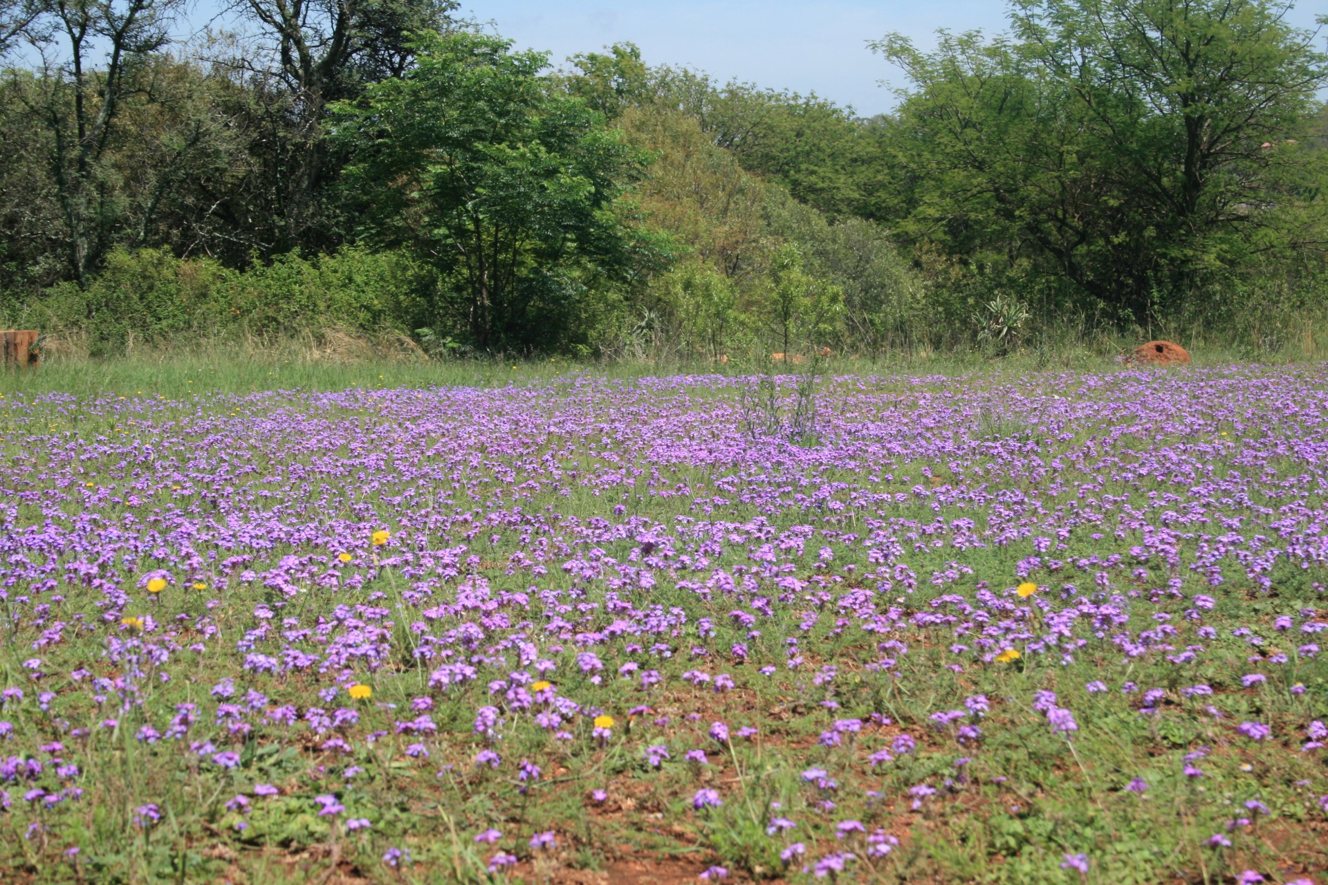 Veld,  Laukiniai & Nbsp,  Gėlės,  Violetinė,  Verbena,  Krūmas,  Medžiai,  Veld Su Laukine Verbena, Nemokamos Nuotraukos,  Nemokama Licenzija