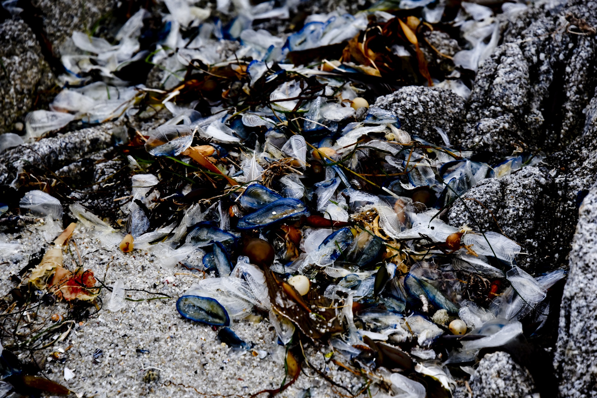 Velella,  Mėlynos Burės,  Skaidrus,  Mėlynas,  Jūra & Nbsp,  Gyvenimas,  Smėlis,  Vandenynas,  Griuvėsiai,  Ruda