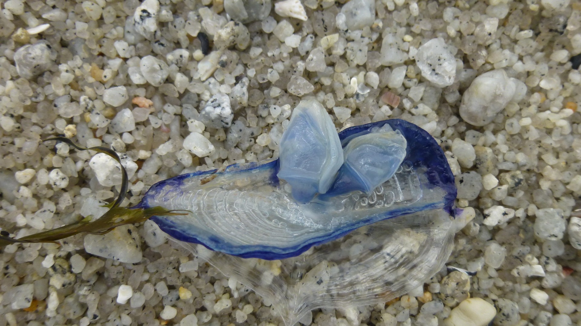 Velella & Nbsp,  Velella,  Velella,  Permatomas,  Buriu,  Burės,  Mėlynas,  Mirgėjimas,  Skaidrus,  Pusapvalis