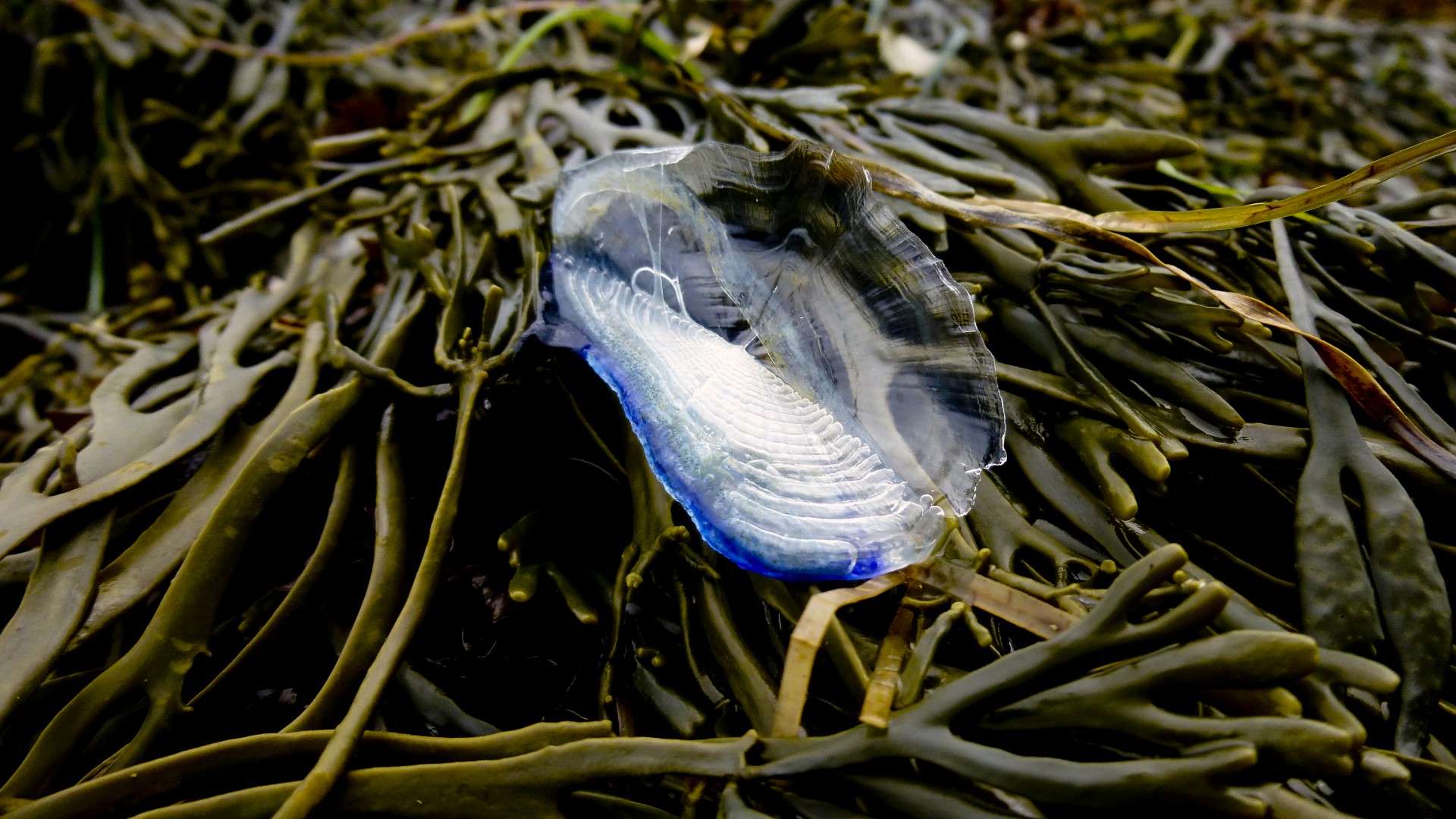 Velella & Nbsp,  Velella,  Velella,  Permatomas,  Buriu,  Burės,  Mėlynas,  Mirgėjimas,  Skaidrus,  Pusapvalis