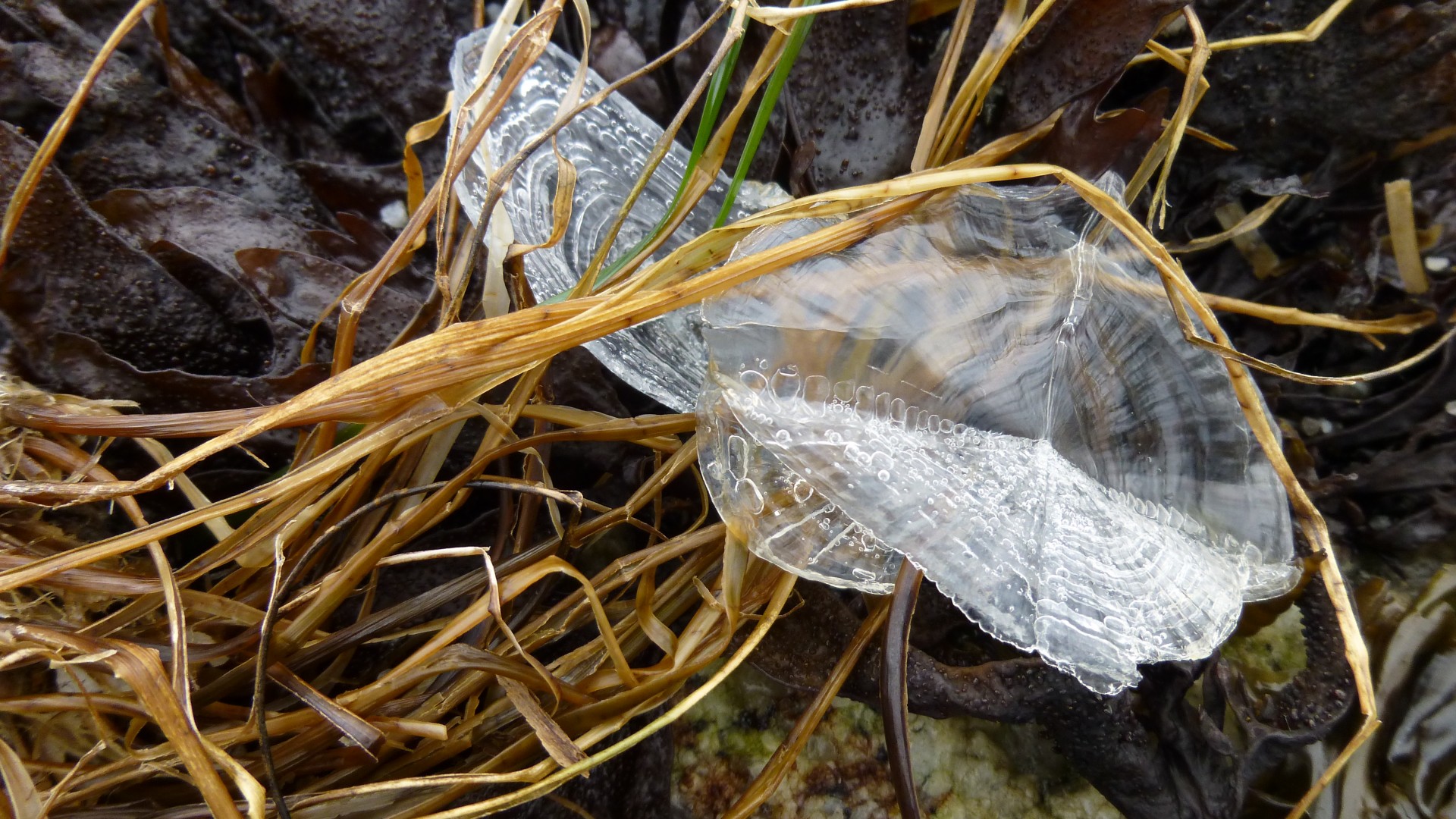 Velella & Nbsp,  Velella,  Velella,  Permatomas,  Buriu,  Burės,  Mėlynas,  Mirgėjimas,  Skaidrus,  Pusapvalis