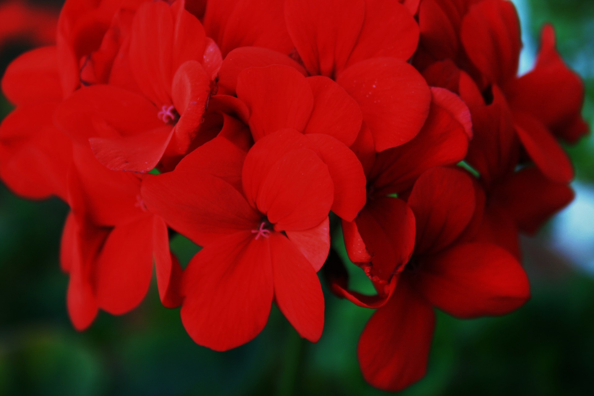 Gėlė,  Geranium,  Raudona,  Akstinas,  Aksominis Raudonas Geranija, Nemokamos Nuotraukos,  Nemokama Licenzija