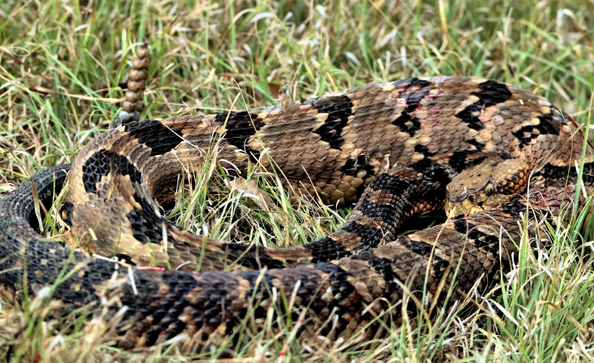 Gamta,  Laukinė Gamta,  Gyvūnai,  Ropliai,  Gyvatė,  Griuvėsiai,  Velvetas & Nbsp,  Uodega,  Rattler,  Suveržti & Nbsp