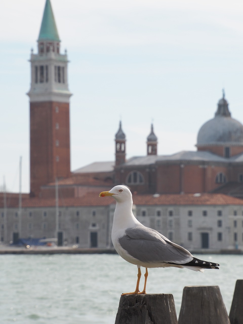 Venecija, Kajakas, Bažnyčia, Paukštis, Italy, Pastatas, Varpinė, Nemokamos Nuotraukos,  Nemokama Licenzija