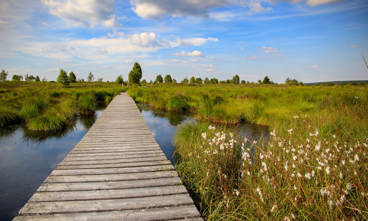 Veno,  Aukšti Liūnams,  Belgija,  Kraštovaizdis,  Moor,  Gamtos Rezervatas,  Pelkė,  Marsh,  Viržynės,  Pobūdį