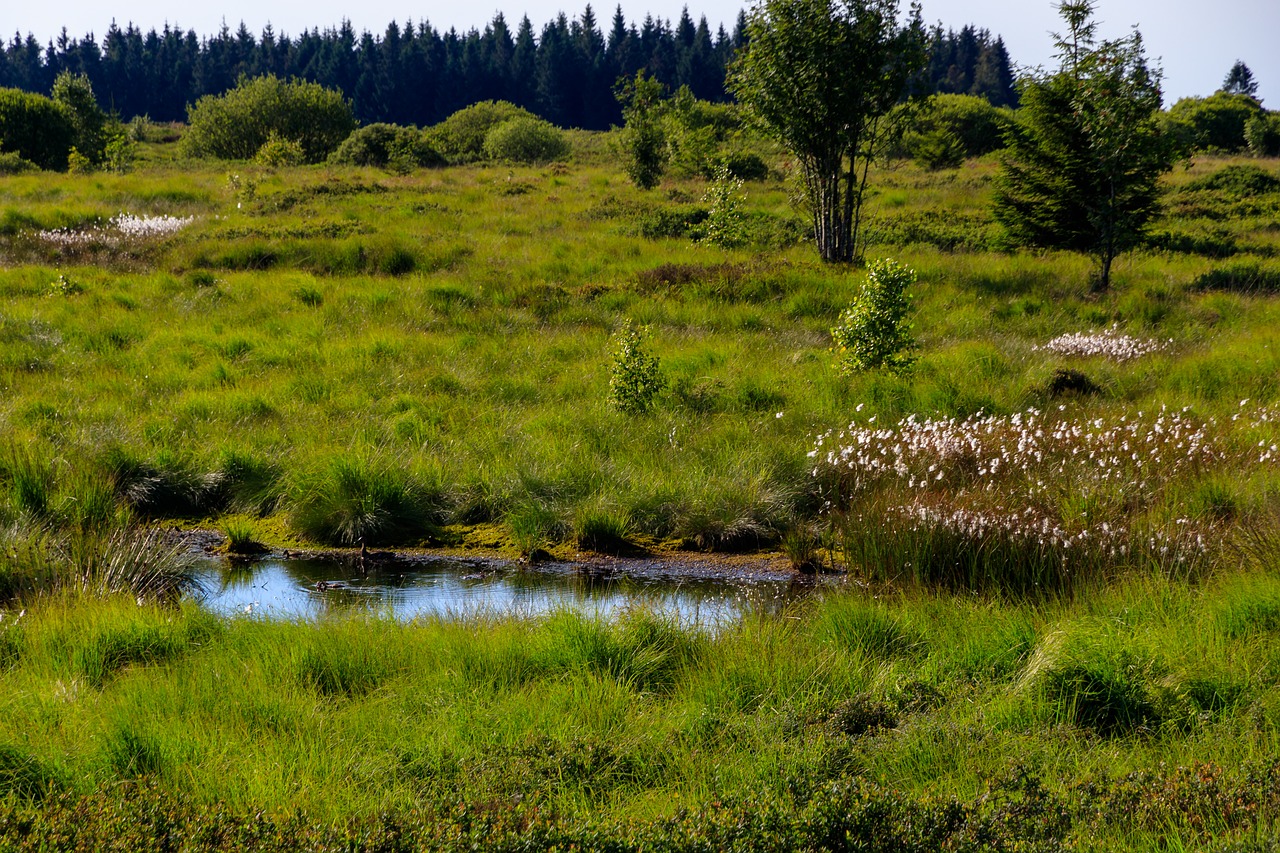 Veno,  Aukšti Liūnams,  Belgija,  Kraštovaizdis,  Moor,  Gamtos Rezervatas,  Pelkė,  Marsh,  Viržynės,  Pobūdį