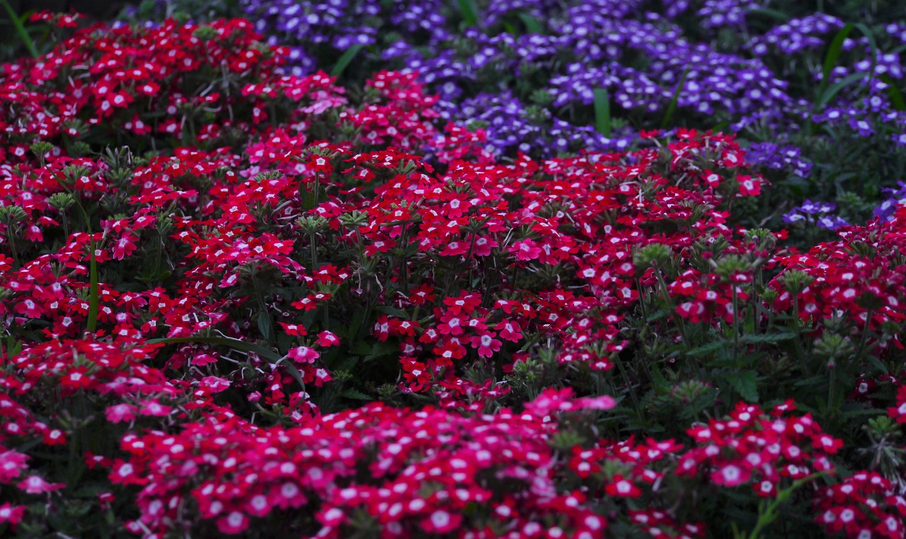 Verbena, Gėlės, Verbenaceae, Raudona, Raudona Violetinė, Violetinė, Mėlyna-Violetinė, Primozė, Otsu Parkas, Otsu