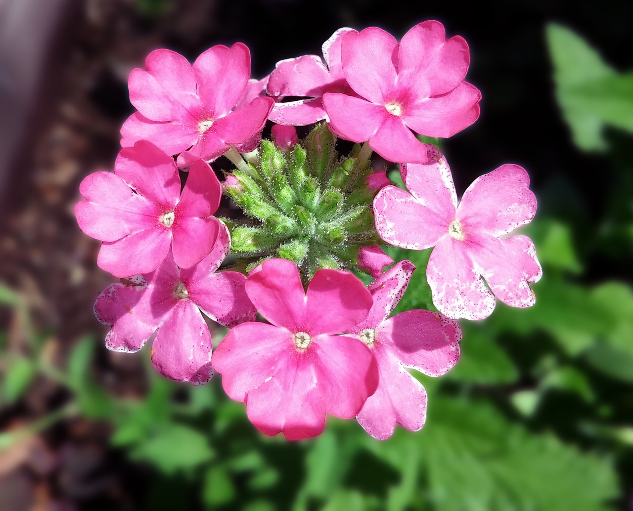 Verbena, Gėlė, Verbenaceae, Rožinis, Vervainas, Augalas, Flora, Žiedlapiai, Botanika, Botanikos