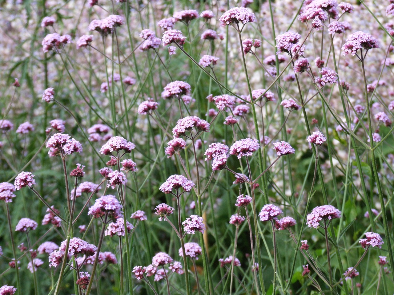 Verbena, Gėlė, Gamta, Laukiniai, Laukas, Augalas, Violetinė, Vasara, Flora, Žydėti