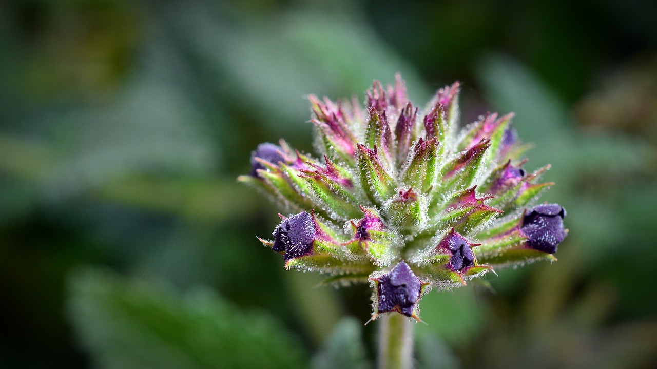 Verbena, Budas, Žiedas, Žydėti, Gėlė, Augalas, Nemokamos Nuotraukos,  Nemokama Licenzija