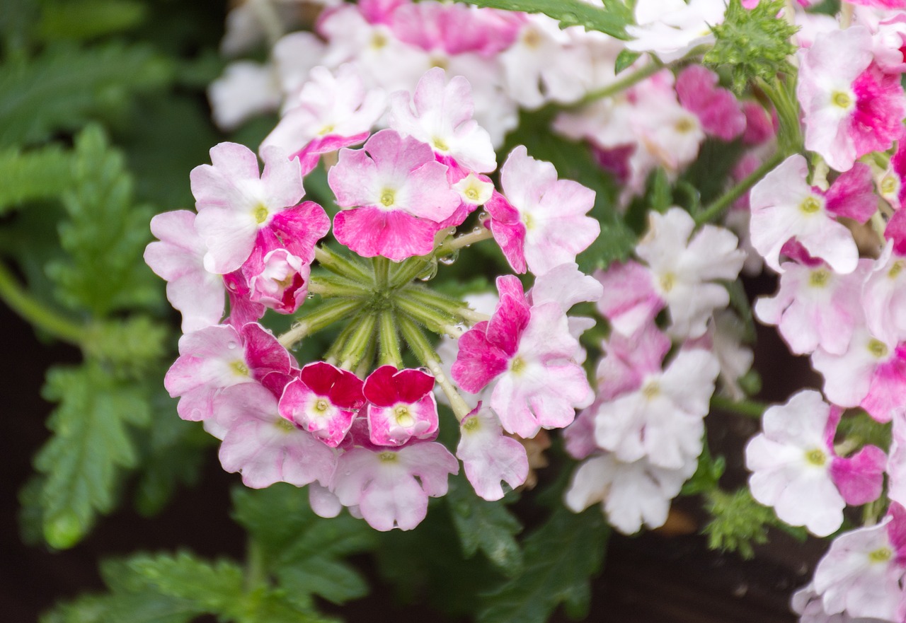 Verbena, Hibridas, Gėlė, Gėlės, Primrosės, Primozė, Agurkų Veislės, Augalas, Raudona, Balta