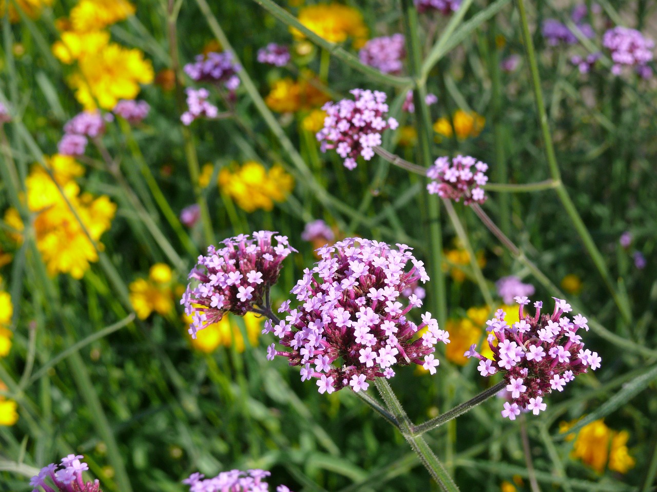 Verbena, Gėlė, Violetinė, Žiedas, Violetinė, Gėlių, Nemokamos Nuotraukos,  Nemokama Licenzija