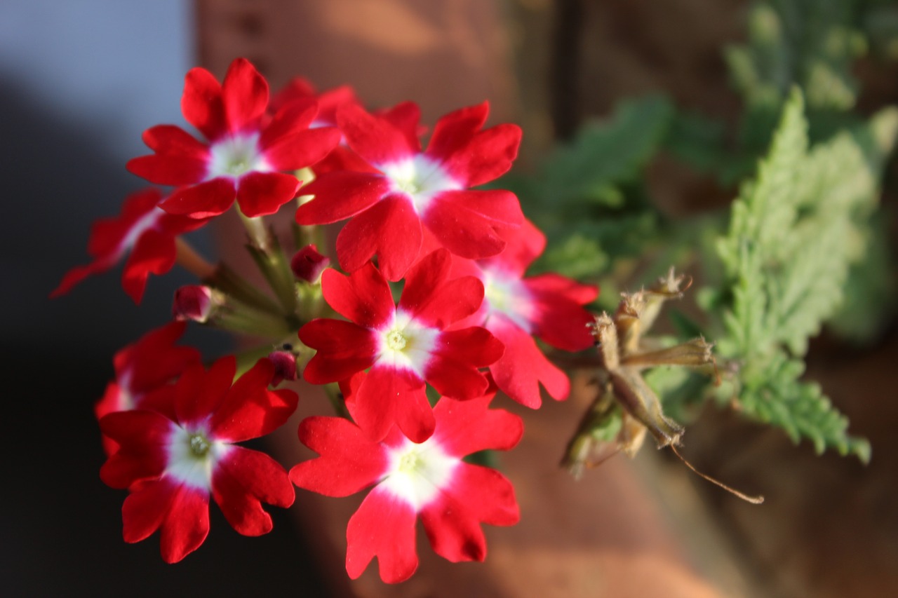 Verbena, Gėlė, Žiedas, Vasara, Žydėti, Botanikos, Dekoratyvinis, Gėlių, Žydi, Verbenaceae