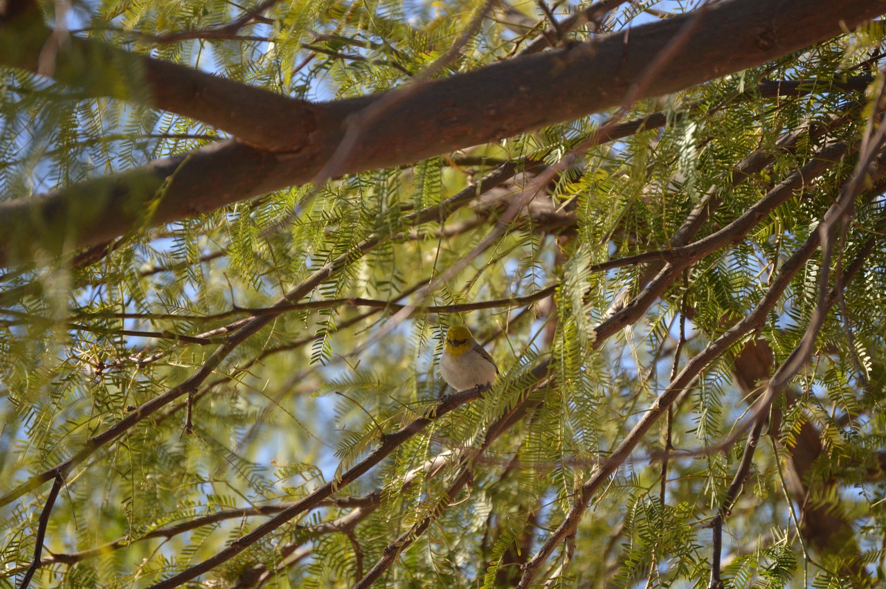 Verdin, Gamta, Medis, Sparnai, Paukštis, Gyvūnas, Laukinė Gamta, Dykuma, Mesquite, Skristi