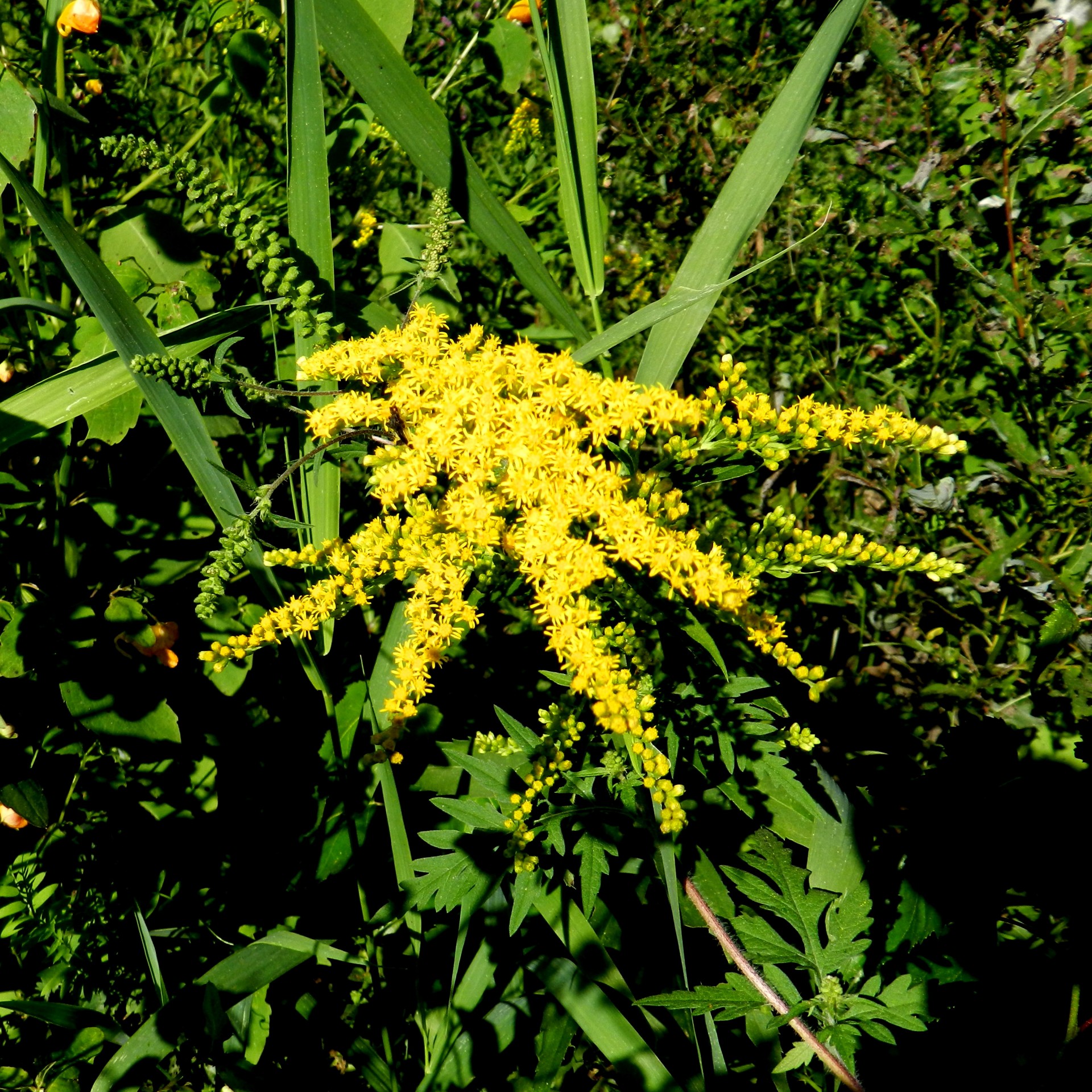 Goldenrod,  Gėlės,  Geltona,  Gamta,  Goldenrod 2014 (2), Nemokamos Nuotraukos,  Nemokama Licenzija