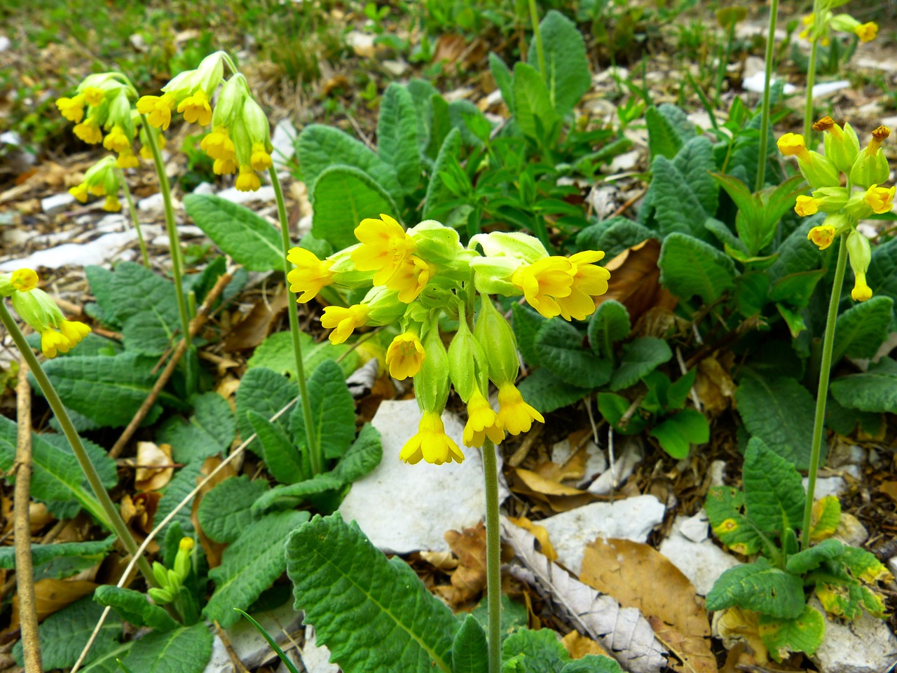 Veris, Gėlė, Geltona, Žydėti, Gražus, Retai, Gamta, Apsaugotas, Gamtos Apsauga, Primula Veris