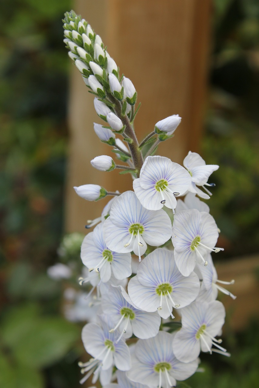 Veronika, Gėlė, Speedwell, Balta, Žiedlapiai, Daugiametis, Spiglys, Augalas, Žydėti, Gėlių