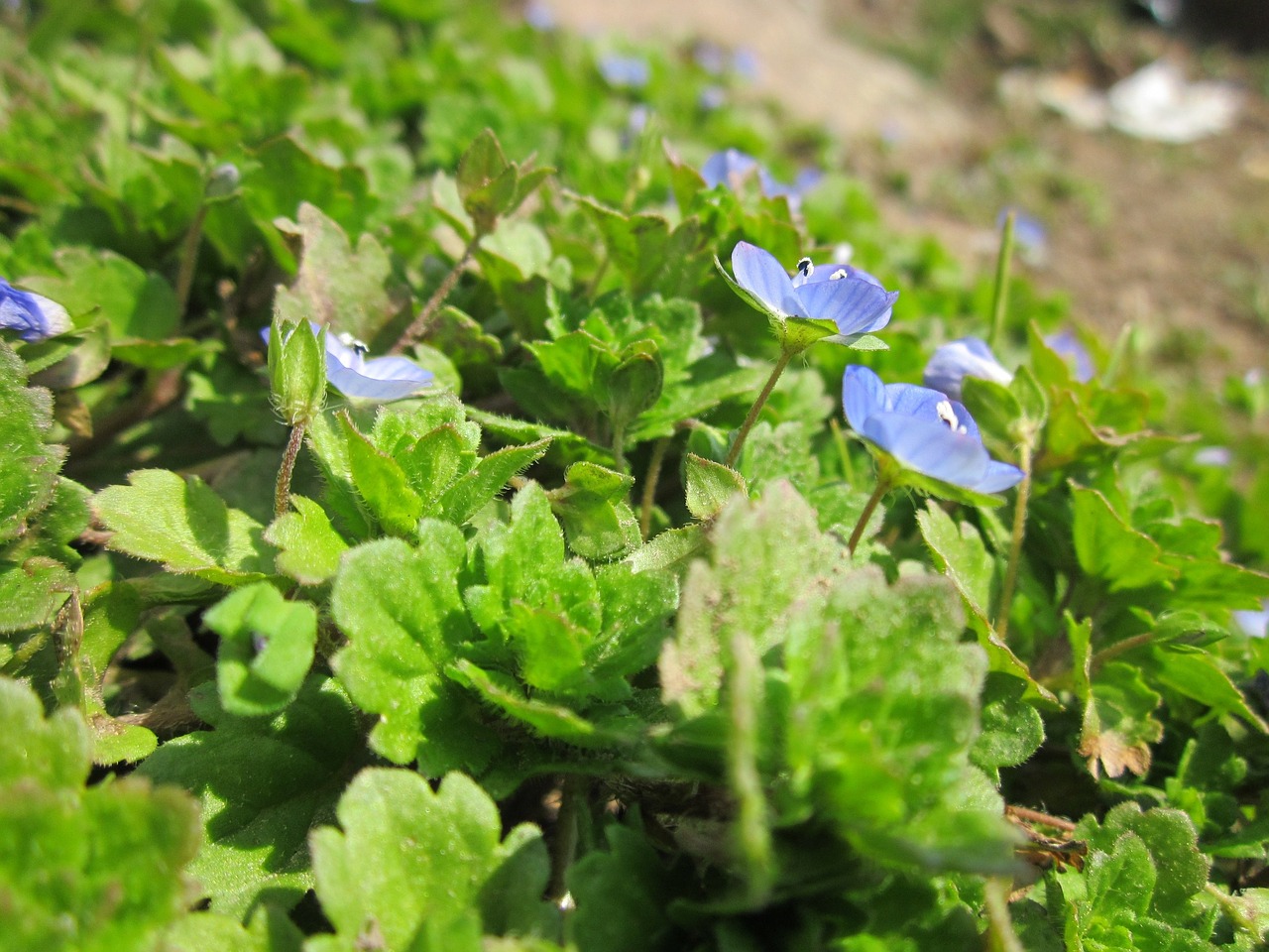 Veronika,  Speedwell,  Paukščio Akis,  Gypsyweed,  Wildflower,  Flora,  Botanika,  Augalas,  Makro,  Žiedas