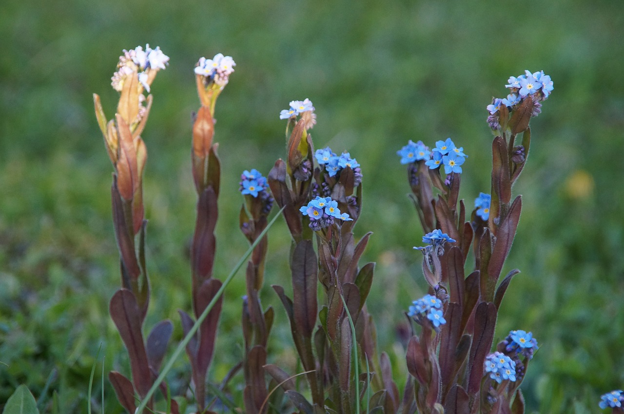 Veronica Persica, Gėlė, Stengel, Sodas, Uždaryti, Mėlynas, Violetinė, Gamta, Žiedas, Žydėti