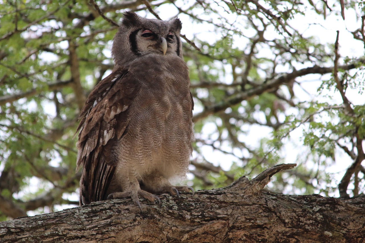 Verreaux S,  Erelis Pelėda,  Kruger Park,  Pietų Afrika, Nemokamos Nuotraukos,  Nemokama Licenzija