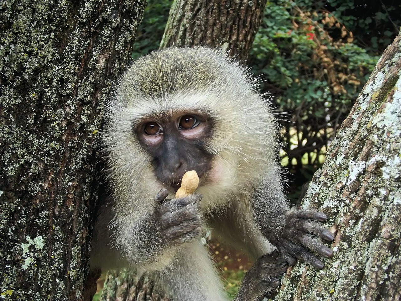 Vervet, Beždžionė, Vervetas Beždžionė, Ape, Laukiniai, Gyvūnas, Sodas, Hartbeespoort, Pietų Afrika, Valgymas