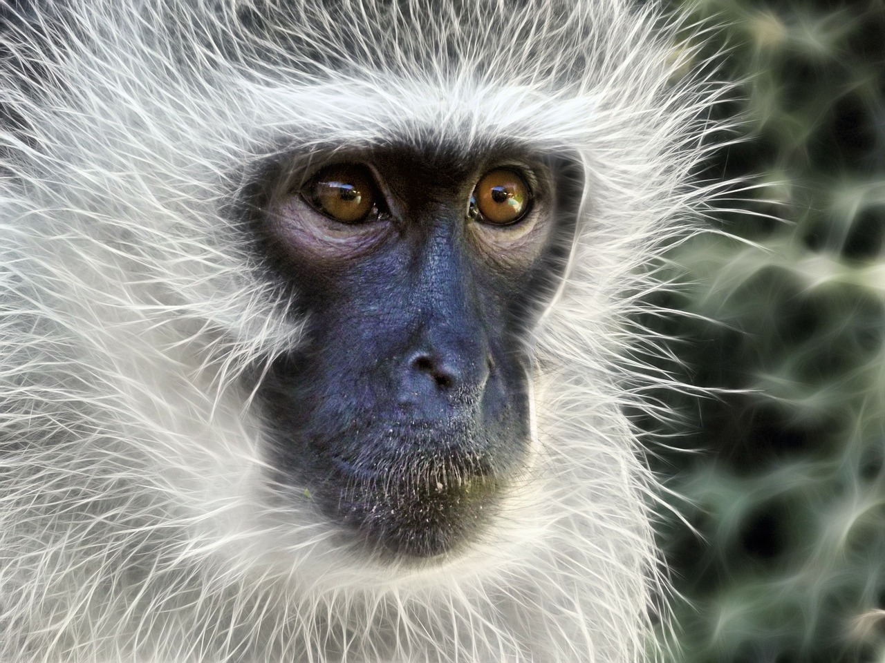 Vervetas Beždžionė, Beždžionė, Moteris, Fraktalas, Kailis, Primatas, Gyvūnas, Fotografija, Nuotrauka, Iš Arti