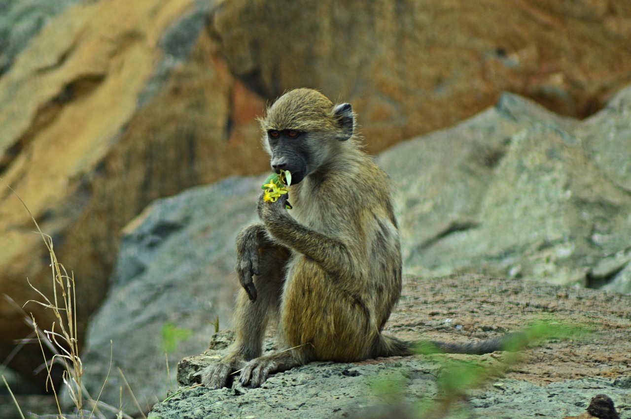 Vervetas Beždžionė, Afrika, Laukinė Gamta, Gėlės, Gamta, Geltona, Nemokamos Nuotraukos,  Nemokama Licenzija