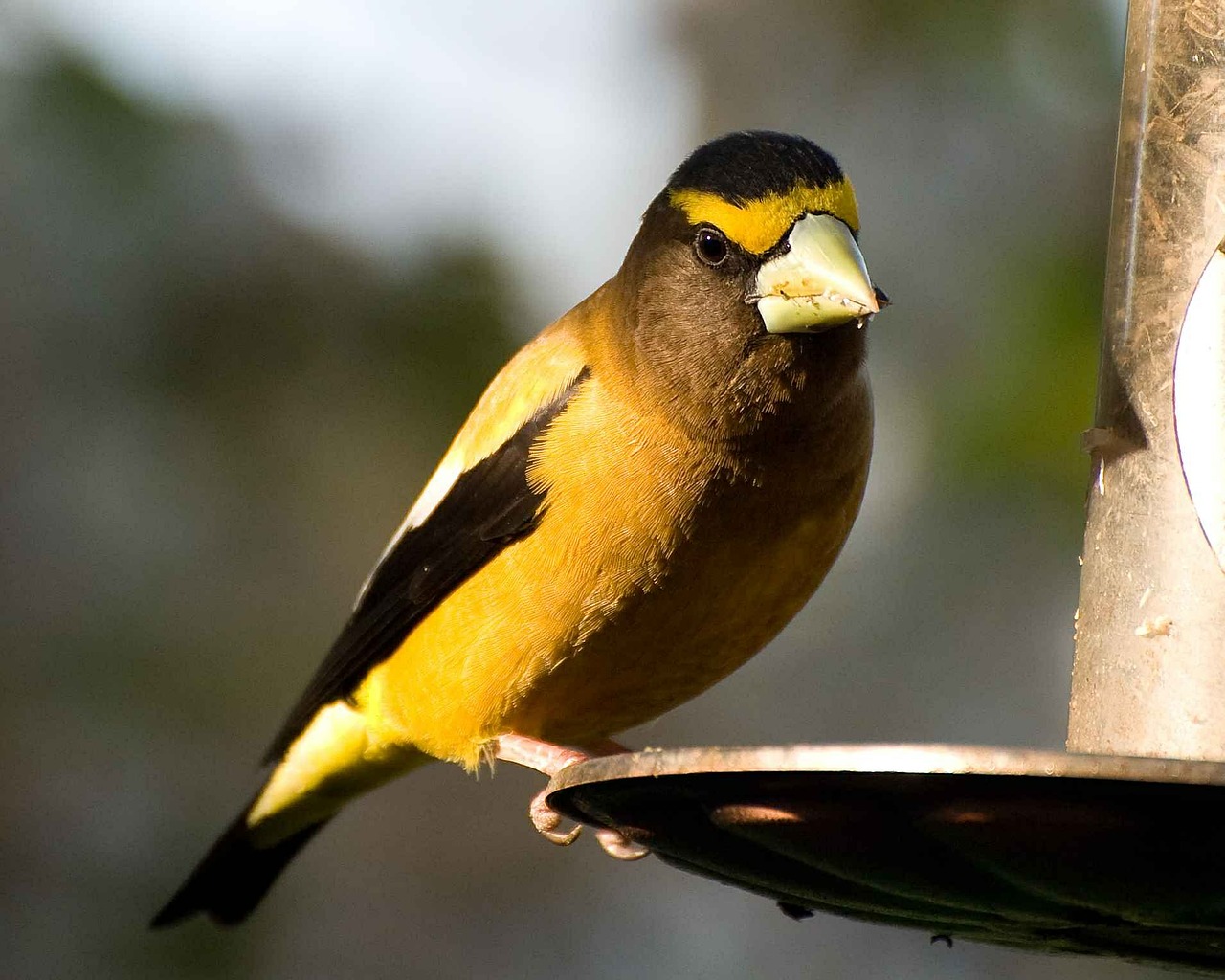 Vespertinus, Kokcotrauzai, Paukštis, Vakaras, Grosbeak, Paukščiai, Gyvūnai, Fauna, Nemokamos Nuotraukos,  Nemokama Licenzija