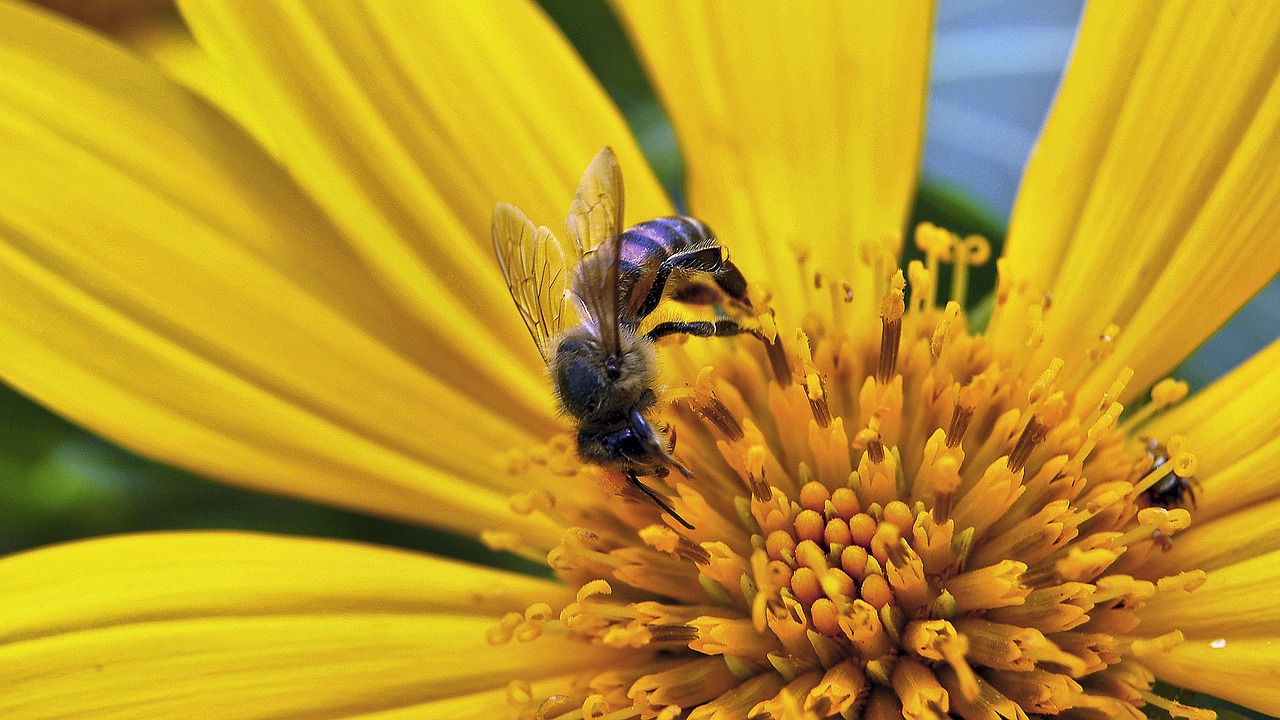 Vespula, Gėlė, Geltona, Ecuador, Geltona Gėlė, Makro, Žiedlapis, Bičių, Gamta, Žydėjimas