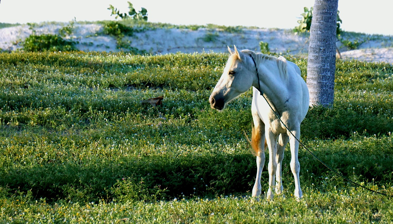 Veterinaras, Gyvūnai, Arklys, Gamta, Nemokamos Nuotraukos,  Nemokama Licenzija