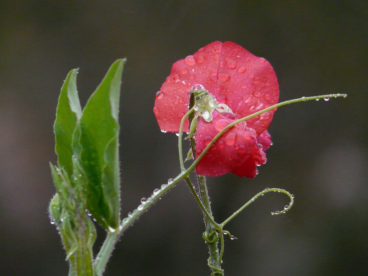 Vetch, Vicia, Fabaceae, Faboideae, Ankštiniai, Raudona, Gėlė, Žiedas, Žydėti, Gėlių Sodas