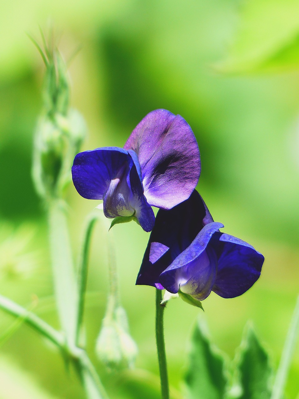 Vetch, Gėlių Pieva, Mėlynas, Žiedas, Žydėti, Gėlė, Gamta, Žydėti, Augalas, Violetinė