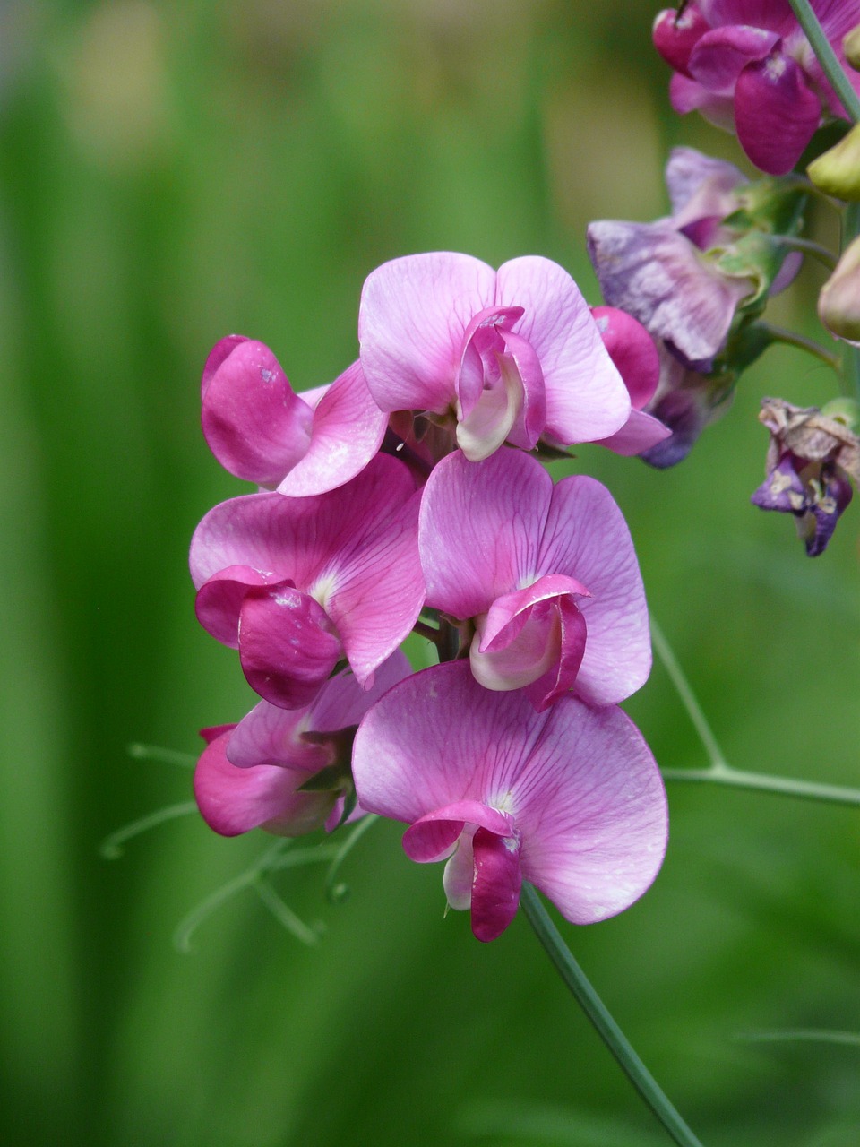 Vetch, Vicia, Fabaceae, Faboideae, Ankštiniai, Violetinė, Gėlė, Žiedas, Žydėti, Gėlių Sodas