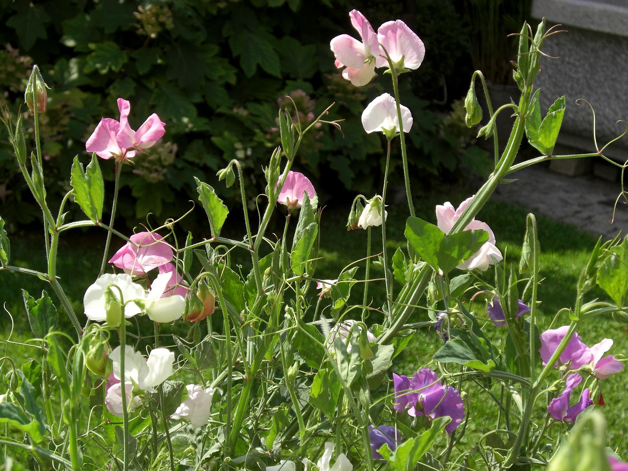 Vikiai, Vetch, Gėlė, Rank, Gėlių Sodas, Flora, Fabaceae, Nemokamos Nuotraukos,  Nemokama Licenzija