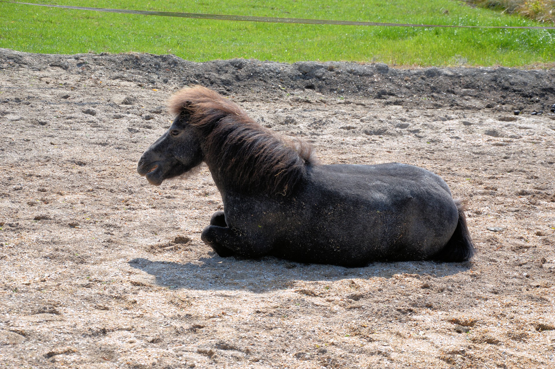 Asilas,  Juoda,  Lounging,  Jodinėjimas & Nbsp,  Stables,  Arklys,  Ganykla,  Ganymas,  Ūkis,  Gyvūnas