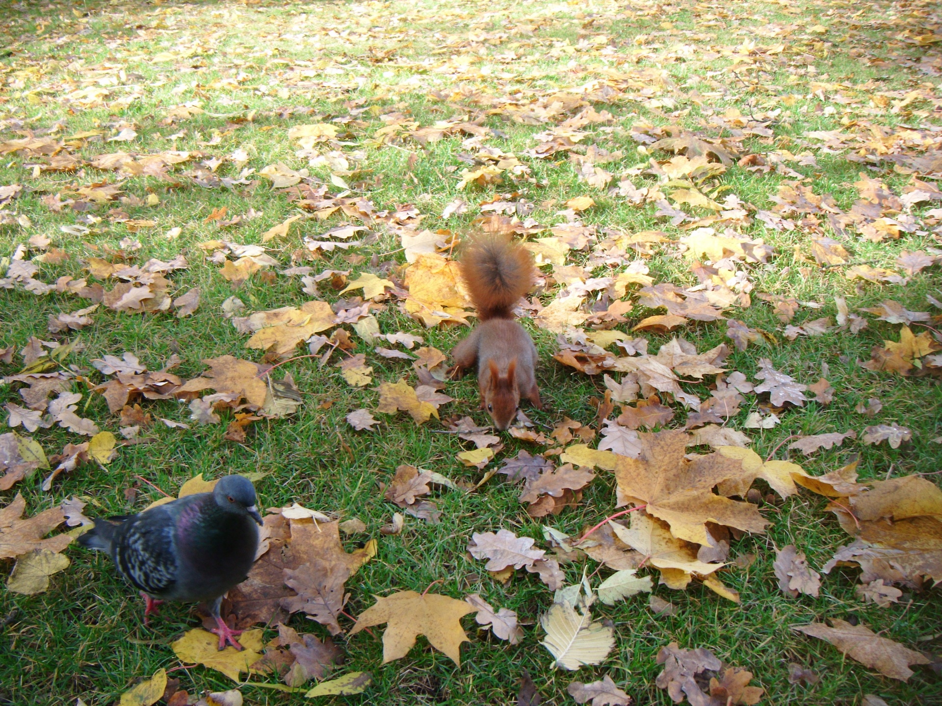 Voverė,  Balandis,  Sciurus & Nbsp,  Vulgaris,  Veja,  Ruduo,  Gyvūnai,  Paukščiai,  Gyvūnas,  Paukštis