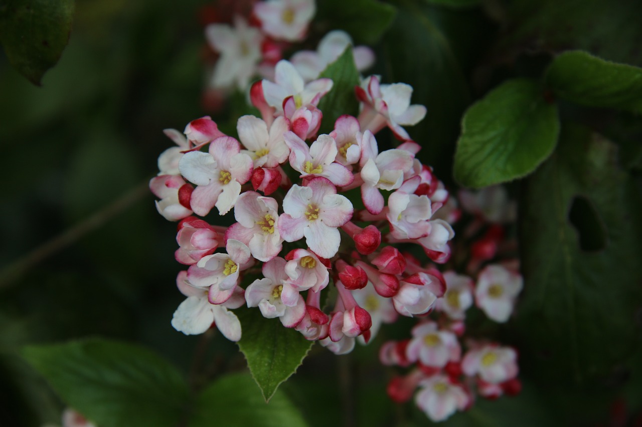 Viburnum, Žydintis Krūmas, Pavasaris, Sodas, Gamta, Gėlė, Balta, Nemokamos Nuotraukos,  Nemokama Licenzija