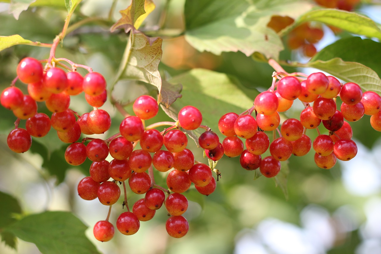 Viburnum, Ruduo, Raudona, Šviesus, Medžiai, Aukso Ruduo, Nemokamos Nuotraukos,  Nemokama Licenzija