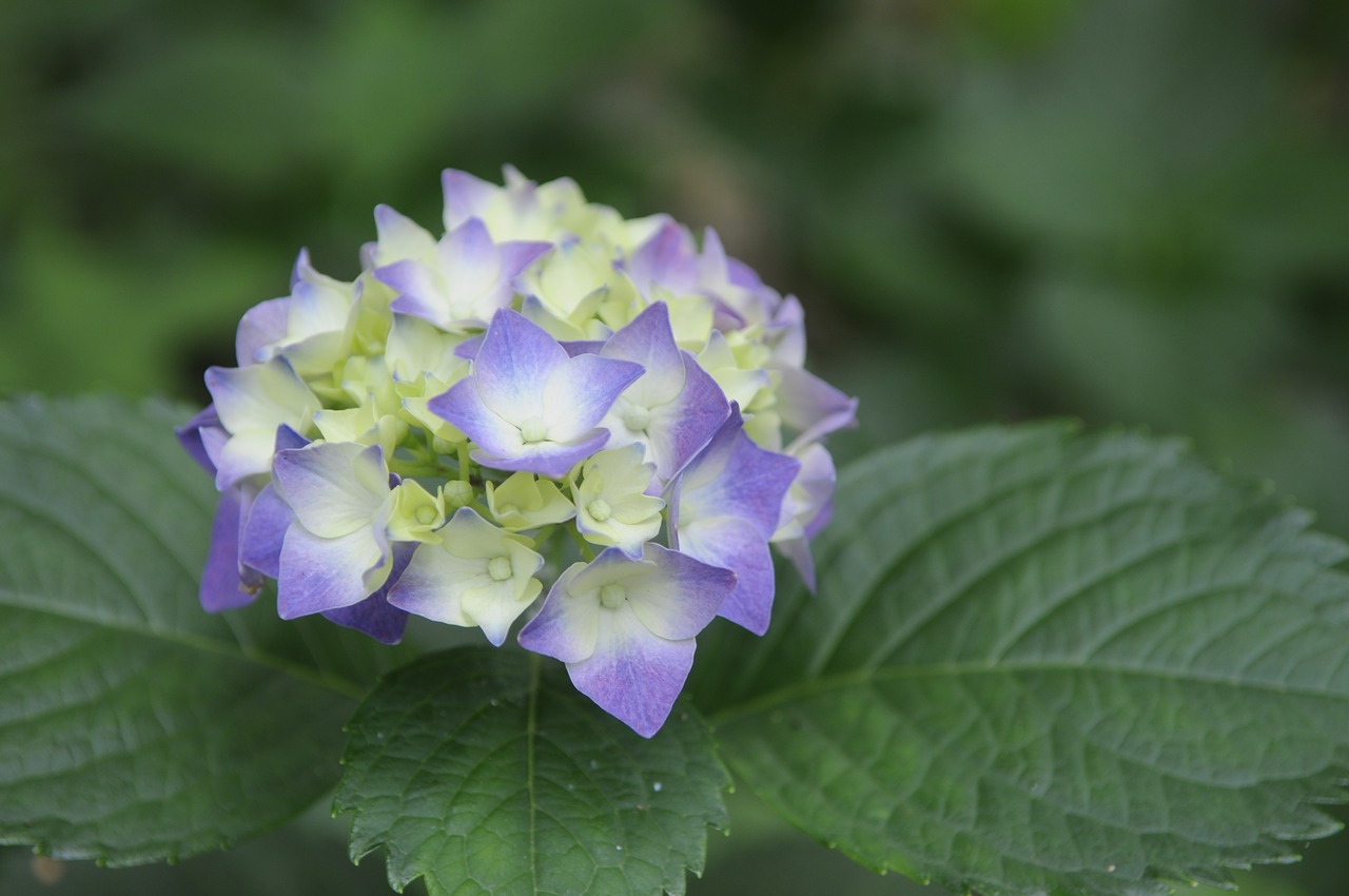 Viburnum, Natūralus, Augalas, Nemokamos Nuotraukos,  Nemokama Licenzija