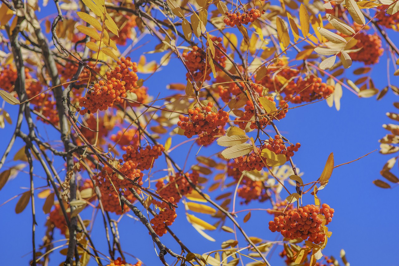 Viburnum, Dangus, Raudona, Uogos, Gamta, Ruduo, Vaikščioti, Nemokamos Nuotraukos,  Nemokama Licenzija