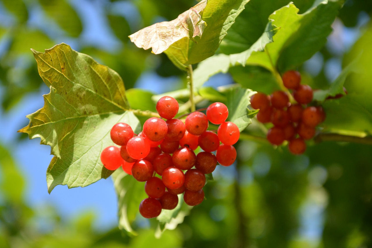 Viburnum, Krūmas, Raudonas Vaisius, Nevalgomas, Toksiškas, Gamta, Nemokamos Nuotraukos,  Nemokama Licenzija