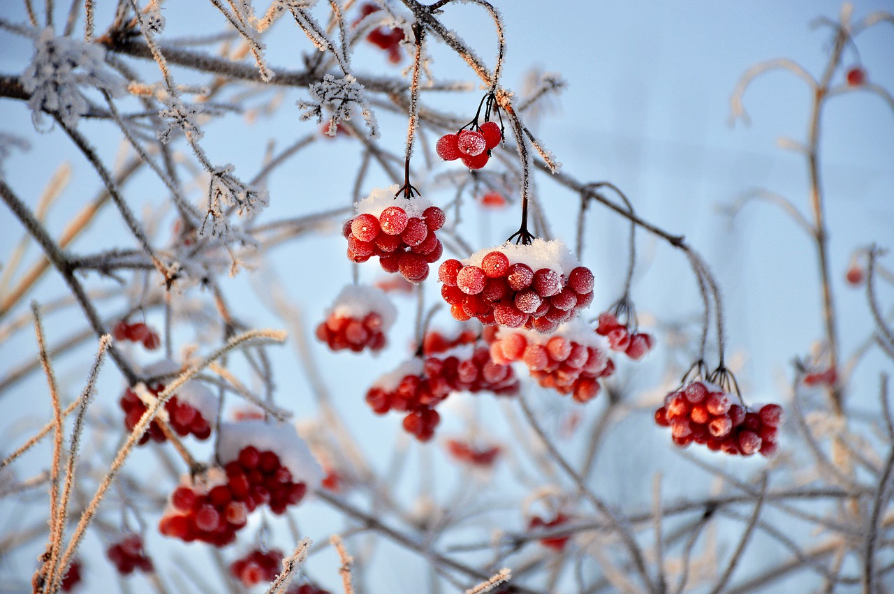 Viburnum, Raudona Uoga, Žiema, Sniegas, Šaltis, Nemokamos Nuotraukos,  Nemokama Licenzija