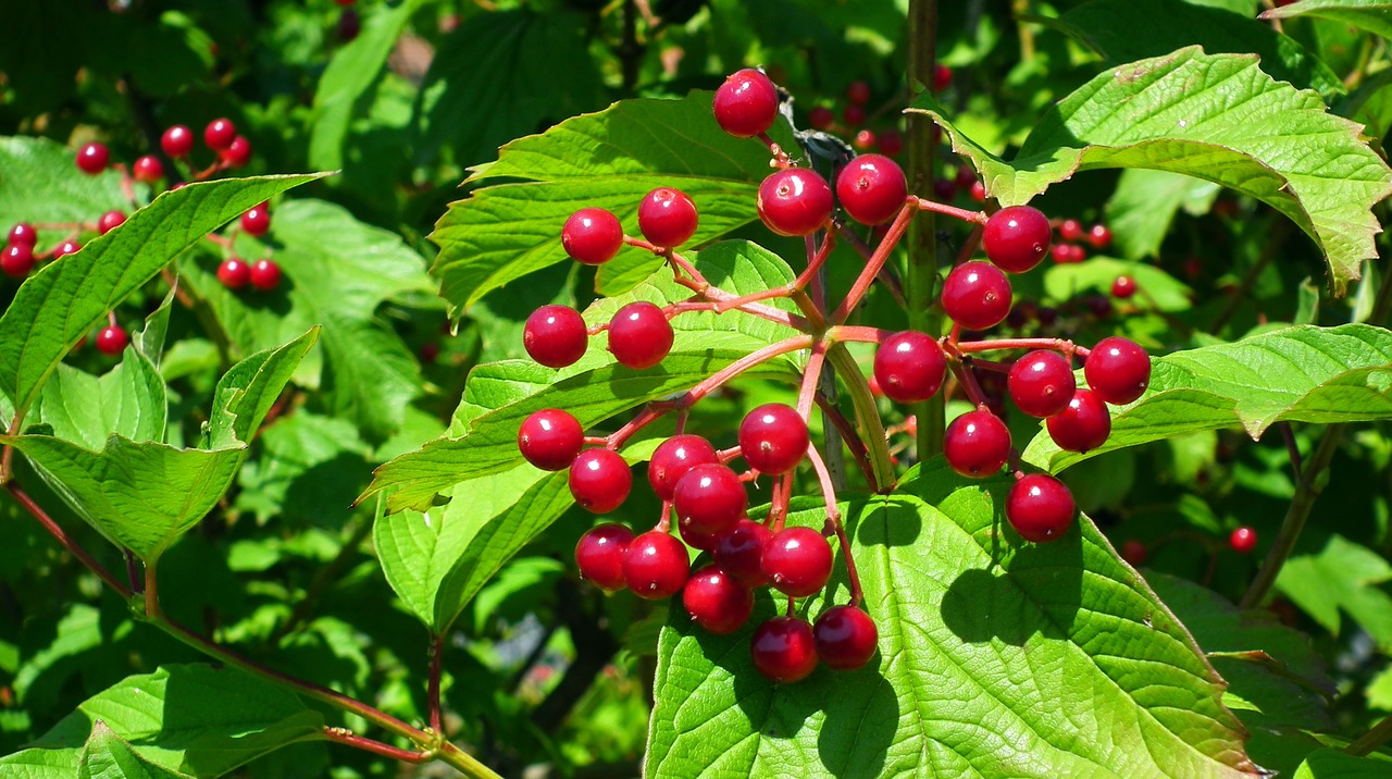 Viburnum,  Medis,  Pobūdį,  Raudona,  Uogos,  Lapai,  Subrendęs,  Vaisiai, Nemokamos Nuotraukos,  Nemokama Licenzija