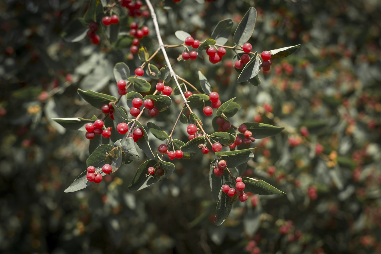 Viburnum,  Wolf Uogų,  Krūmas,  Uoga,  Vaisių,  Lapai,  Raudona,  Žalias,  Pobūdį,  Vitaminai