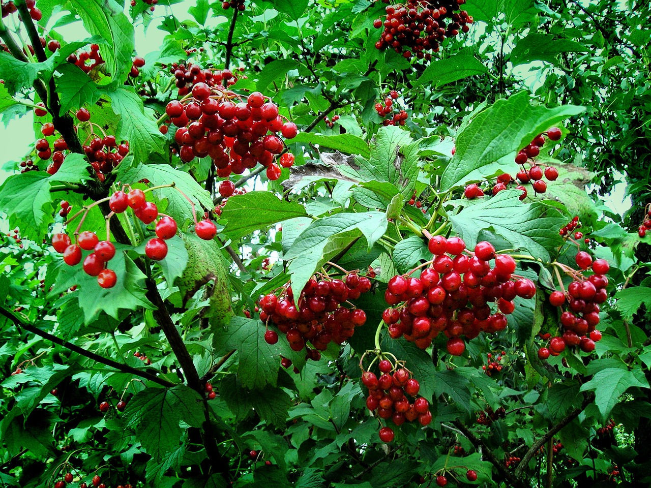 Viburnum, Raudona, Ukraina, Uogos, Nemokamos Nuotraukos,  Nemokama Licenzija