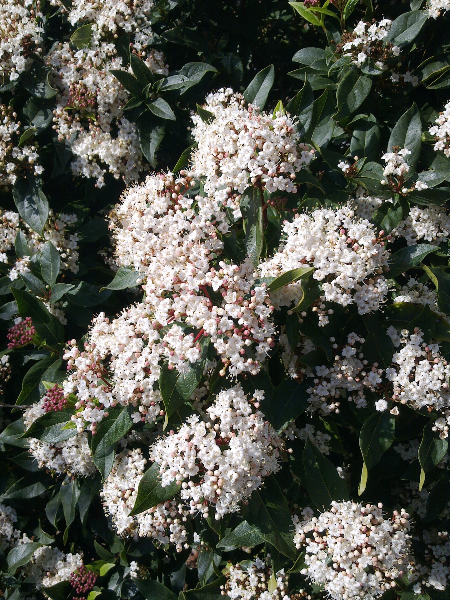 Viburnum,  Gėlė,  Krūmas,  Krūmas,  Sodas,  Kvapas,  Viburnum Burkwoodii, Nemokamos Nuotraukos,  Nemokama Licenzija