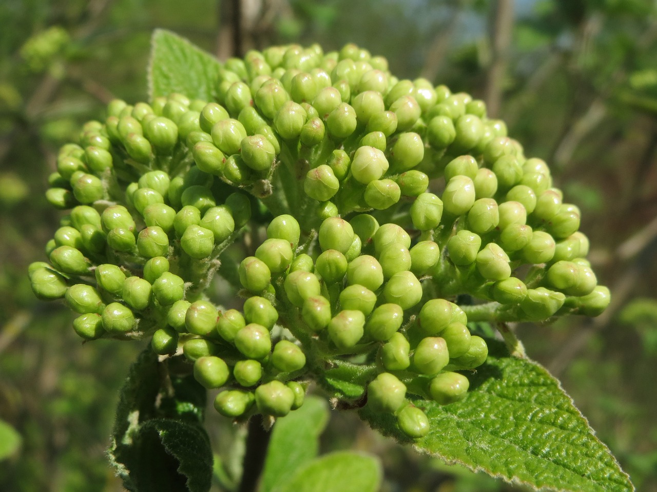 Viburnum Lantana, Keliautojas, Važiavimo Medis, Krūmas, Medis, Flora, Botanika, Augalas, Žiedynas, Makro