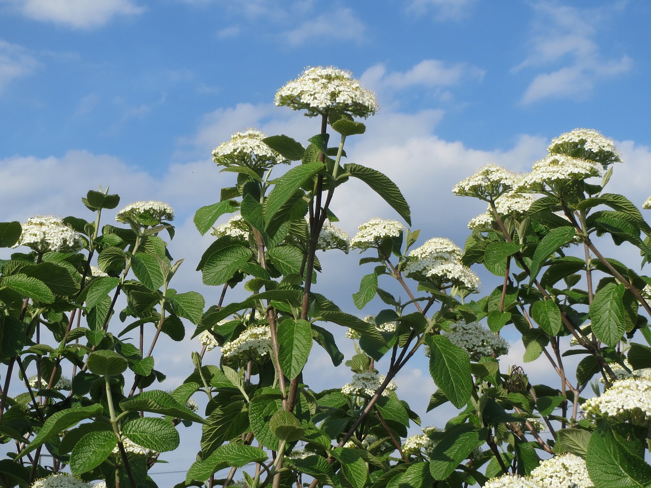 Viburnum Lantana, Keliautojas, Važiavimo Medis, Krūmas, Medis, Flora, Botanika, Augalas, Žiedynas, Nemokamos Nuotraukos