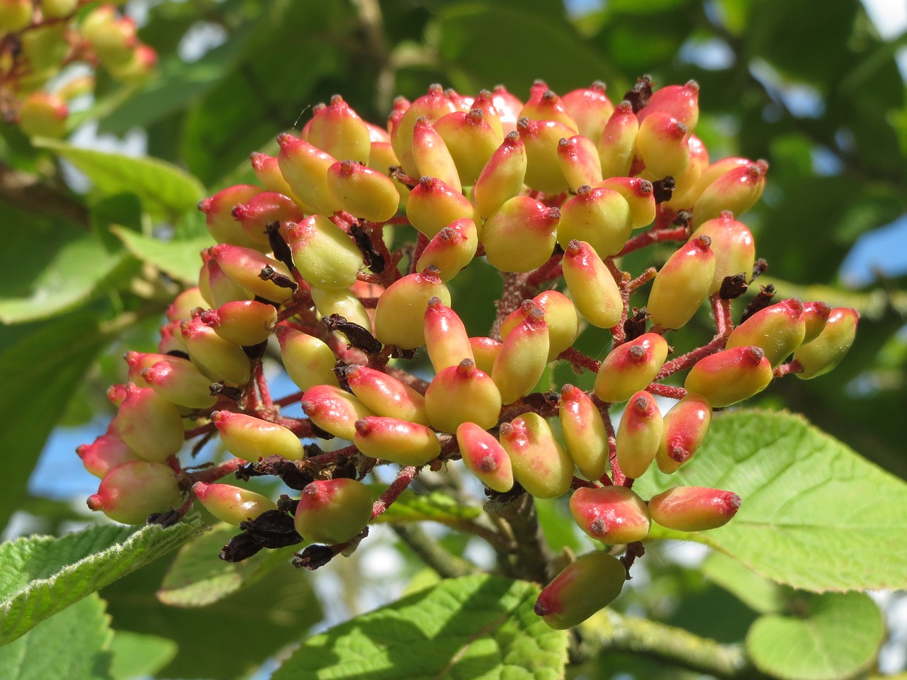 Viburnum Lantana, Keliautojas, Važiavimo Medis, Vaisiai, Medis, Makro, Flora, Botanika, Augalas, Rūšis